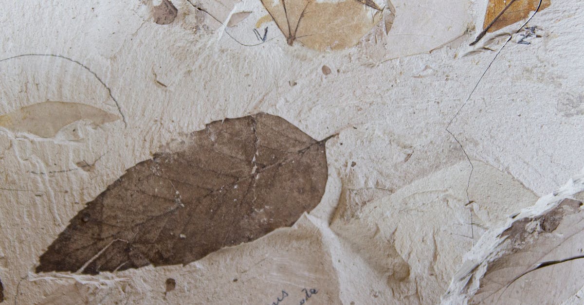 Reconstruction of Prototaxites taiti fossil from Rhynie chert in Aberdeenshire, Scotland