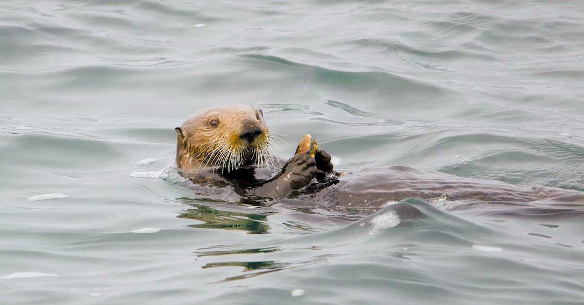 Juvenile king-of-the-salmon ribbonfish gliding in clear shallow water off McAbee Beach, Monterey Bay