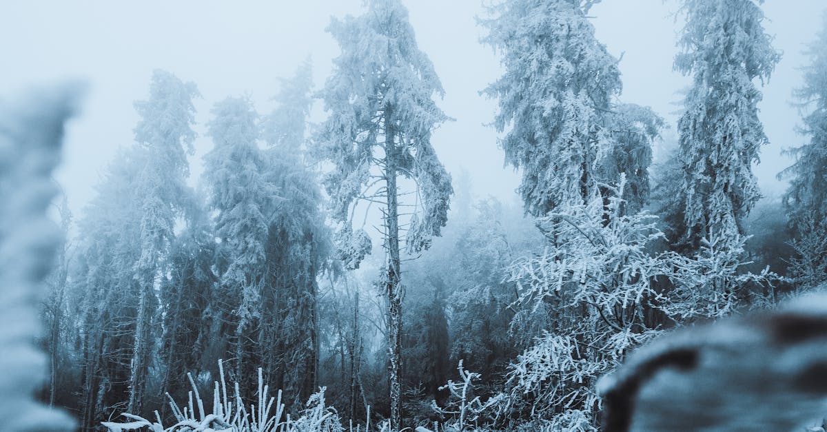 Green ice covering Lake Lipno in South Bohemia from cyanobacteria under the surface