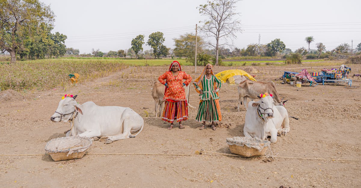 Farmers in Maharashtra applying biochar to cotton fields from crop waste