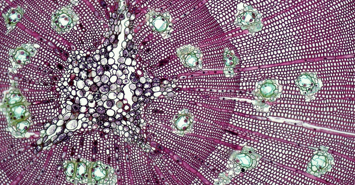 Bone marrow stem cells turning into bone-forming cells under microscope