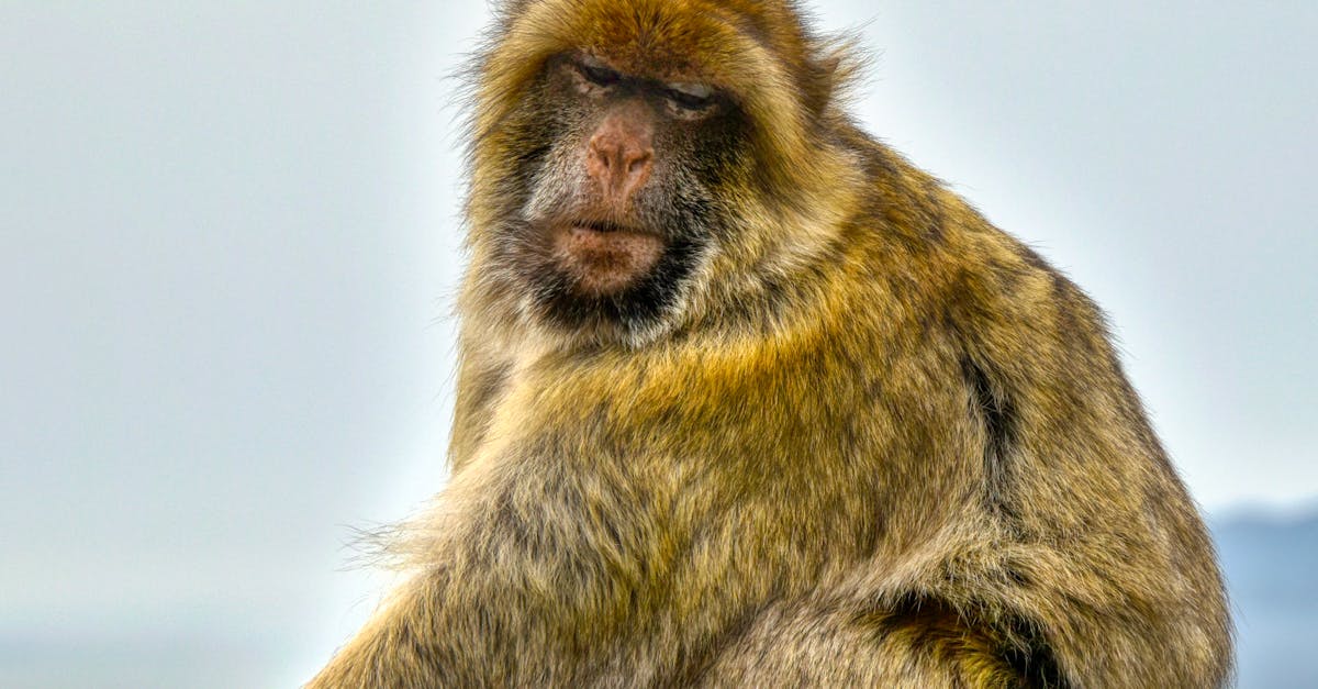 Barbary macaques foraging in a harsh mountainous habitat
