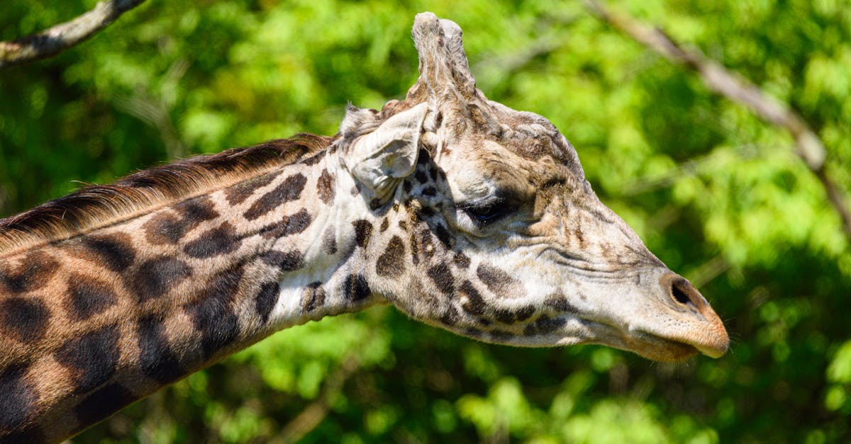 Mike McCarthy speaking at a press conference as Pittsburgh Steelers head coach