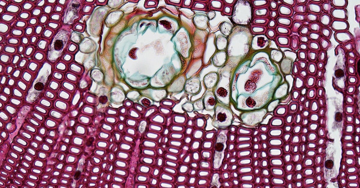Microscope view of stiff colon tissue compared to healthy sample in colorectal cancer study