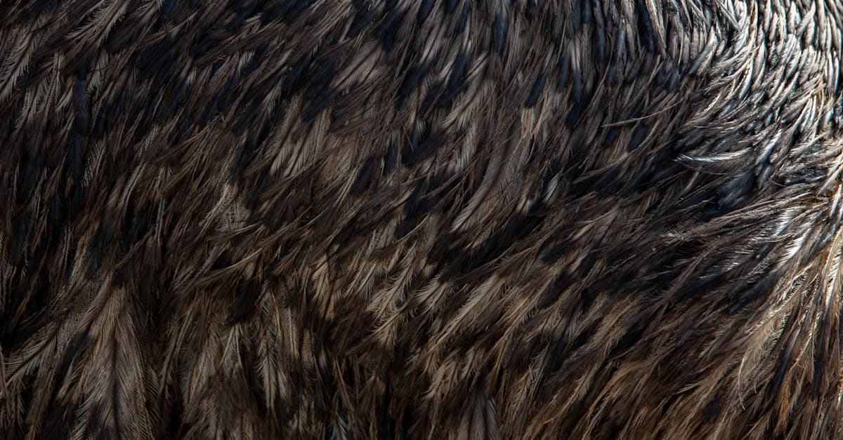 Extreme close-up of bird feathers showing fine detail and structure