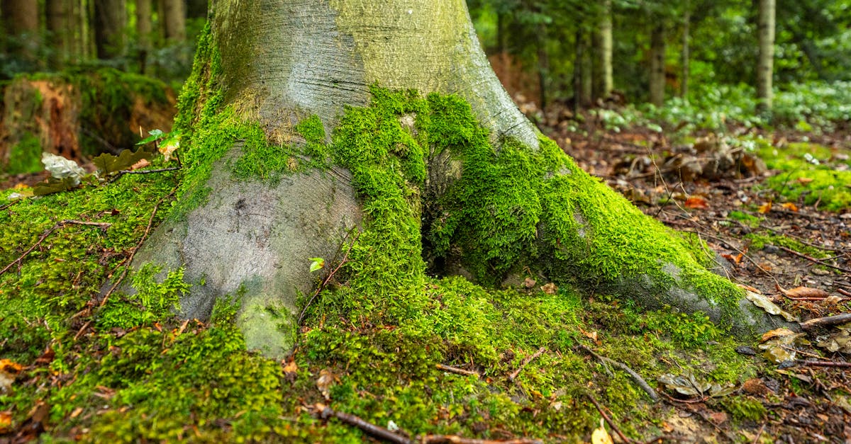 Viggo Mortensen portraying Aragorn from side view in Mines of Moria scene from The Lord of the Rings: The Fellowship of the Ring