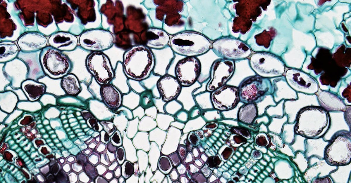 Microscopic view of cancer cells and immune system cells interacting