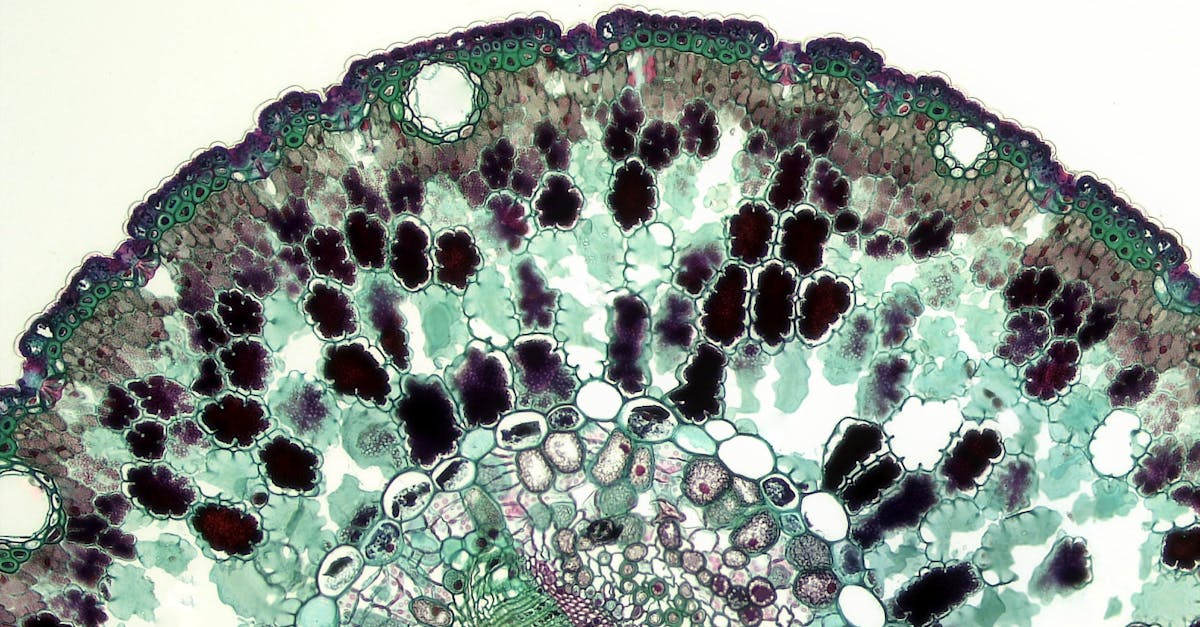 Colorful microscopic view of cells from mouse organs showing aging changes