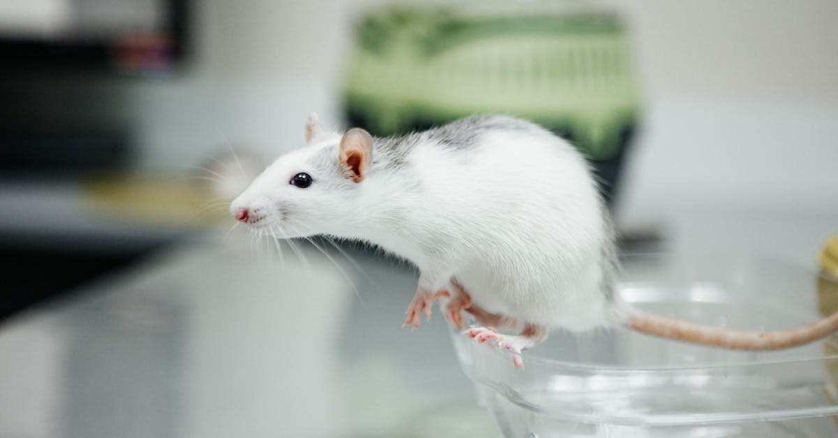 Illustration of a mouse navigating a maze with highlighted hippocampus region showing neural replay activity