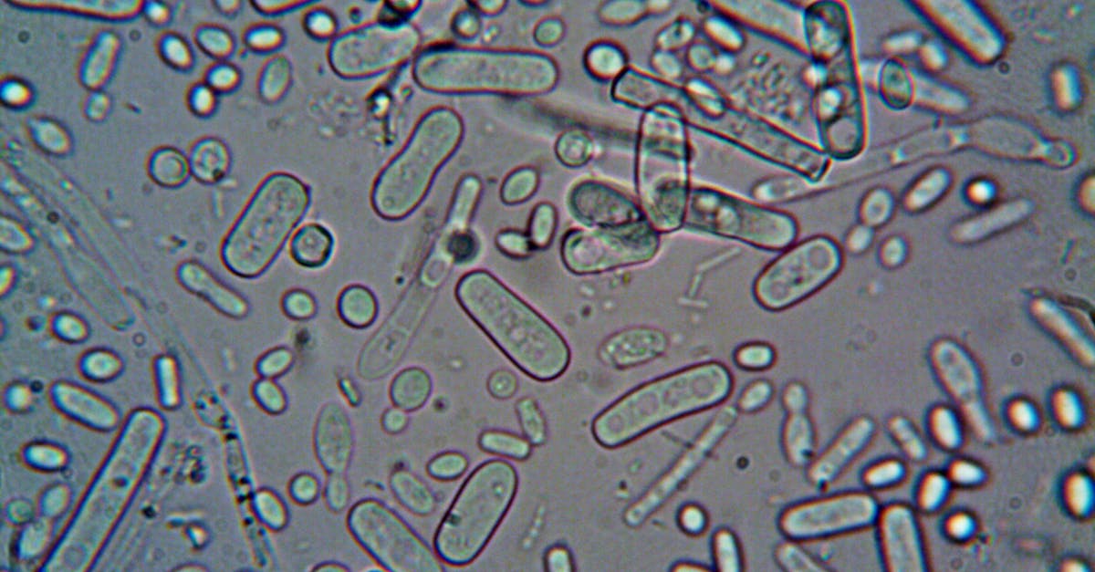 Microscopic view of archaea microbe that repurposes genetic stop codon for pyrrolysine amino acid