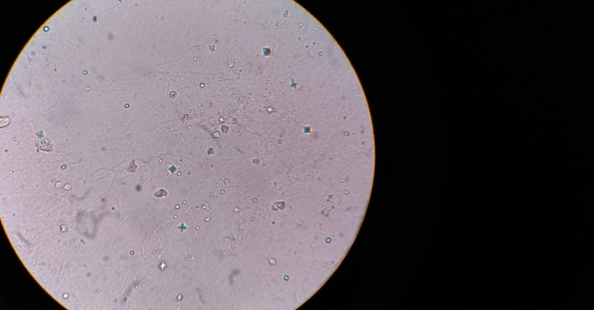 Microscopic image of engineered bacteria invading a cancer tumor