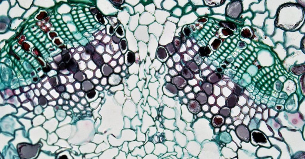 Microscopic view of Toxoplasma gondii parasites and immune cells, showing the interaction between the parasite and CD8+ T cells