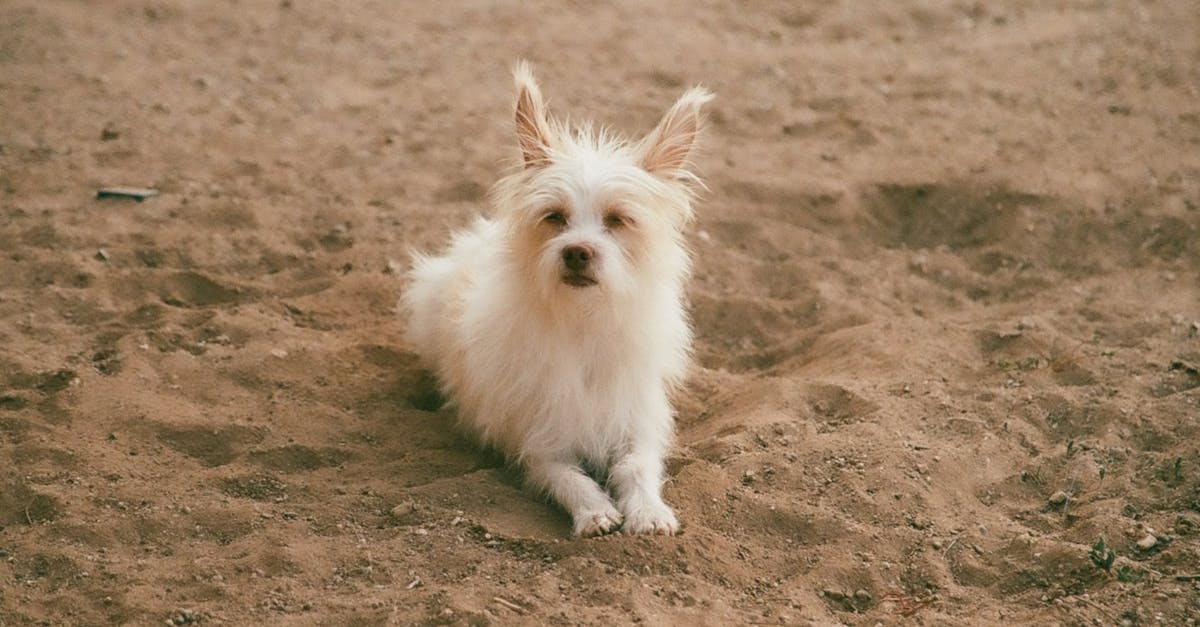 Pima County Sheriff Chris Nanos addresses press on the search for missing Nancy Guthrie in Tucson