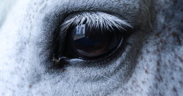 Horse producing whinny with visible high and low frequency tones