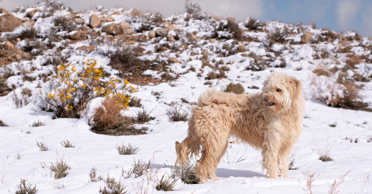 Backcountry skiers traversing snowy mountain terrain in the Sierra Nevada