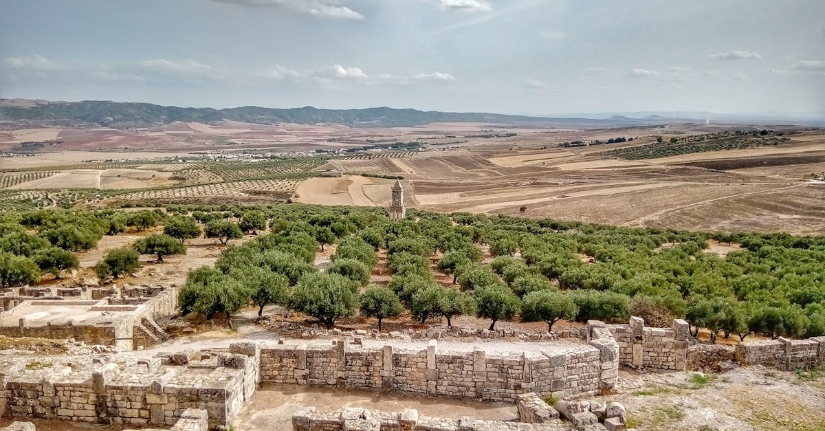 Aerial view of Sebastia ruins and surrounding olive groves in the West Bank