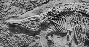 South African paleontologist breaks barriers in fossil research