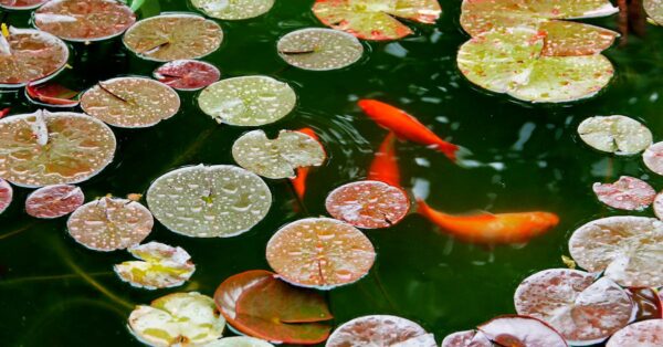 Poster for the Oscar-nominated animated film Little Amélie or the Character of Rain showing young girl by koi pond