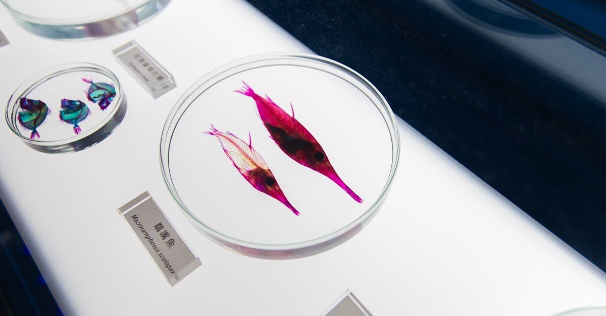 Opened can of expired salmon showing preserved parasitic worms from scientific research