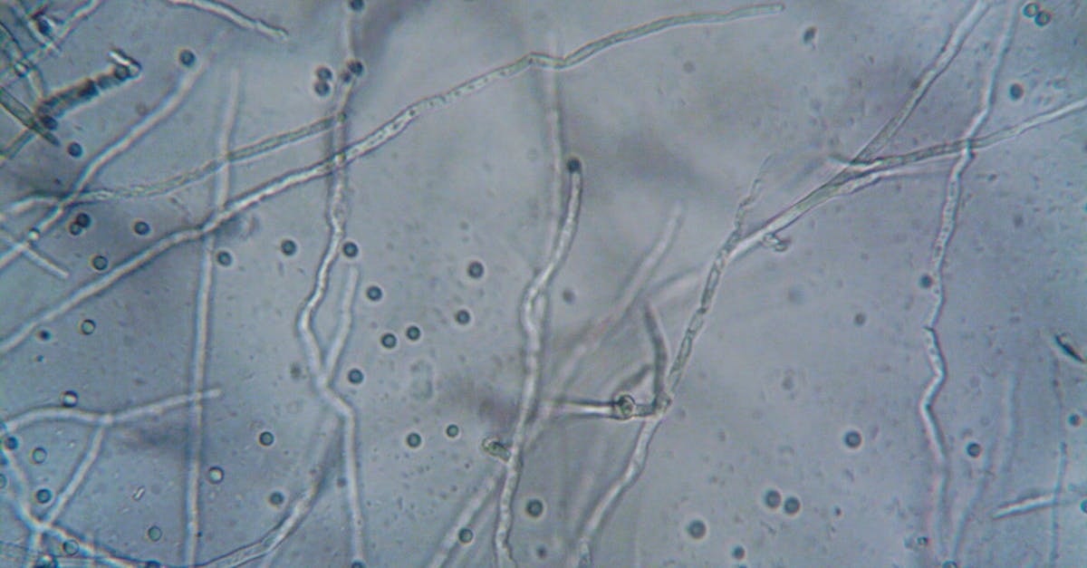 Microscopic view of marine microbes and sediment samples used in Asgard archaea research