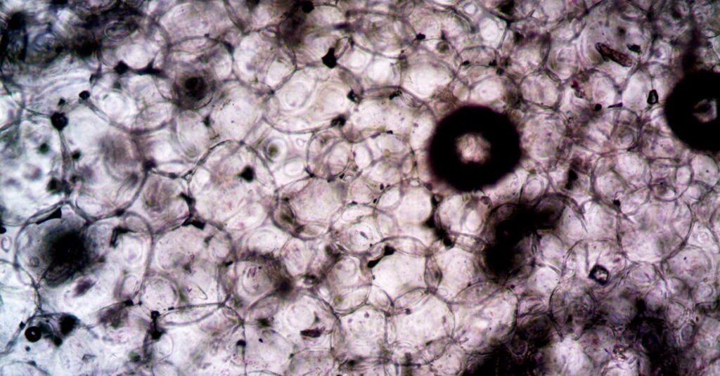 Lab image showing neural stem cells regenerating under microscope