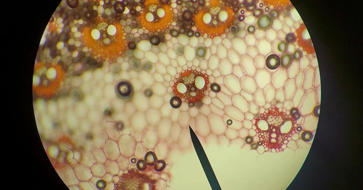 Microscopic pattern of twisted trilayer graphene forming a supermoiré lattice